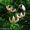 植物園の花106