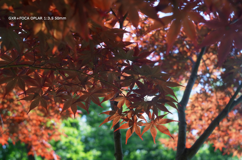 植物園019