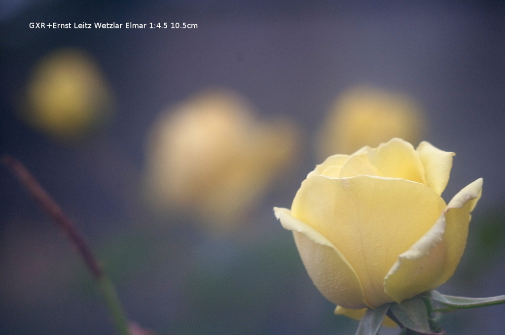 植物園の花038