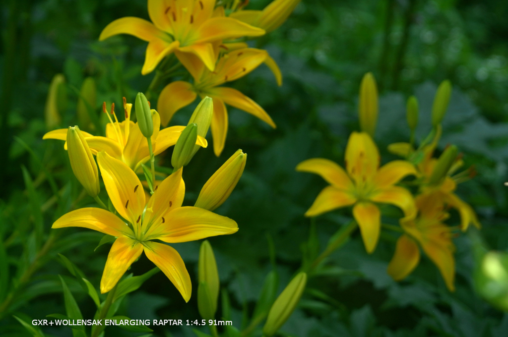 植物園の花116