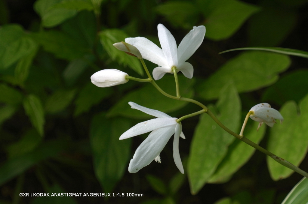 植物園の花081