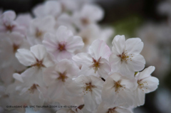 近くの公園の花013