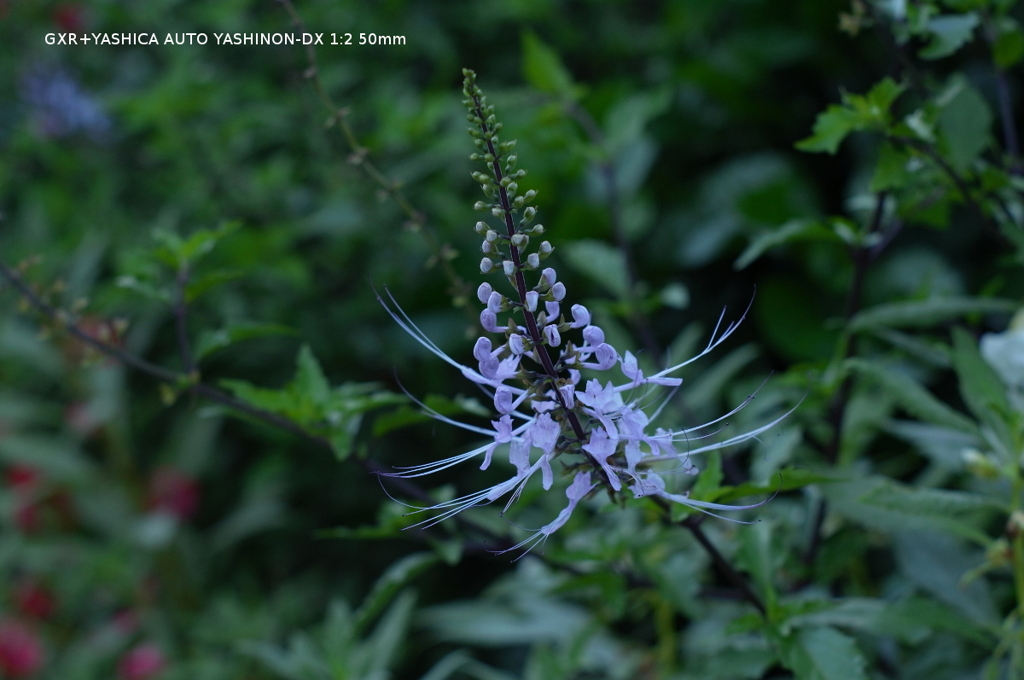 植物園の花003