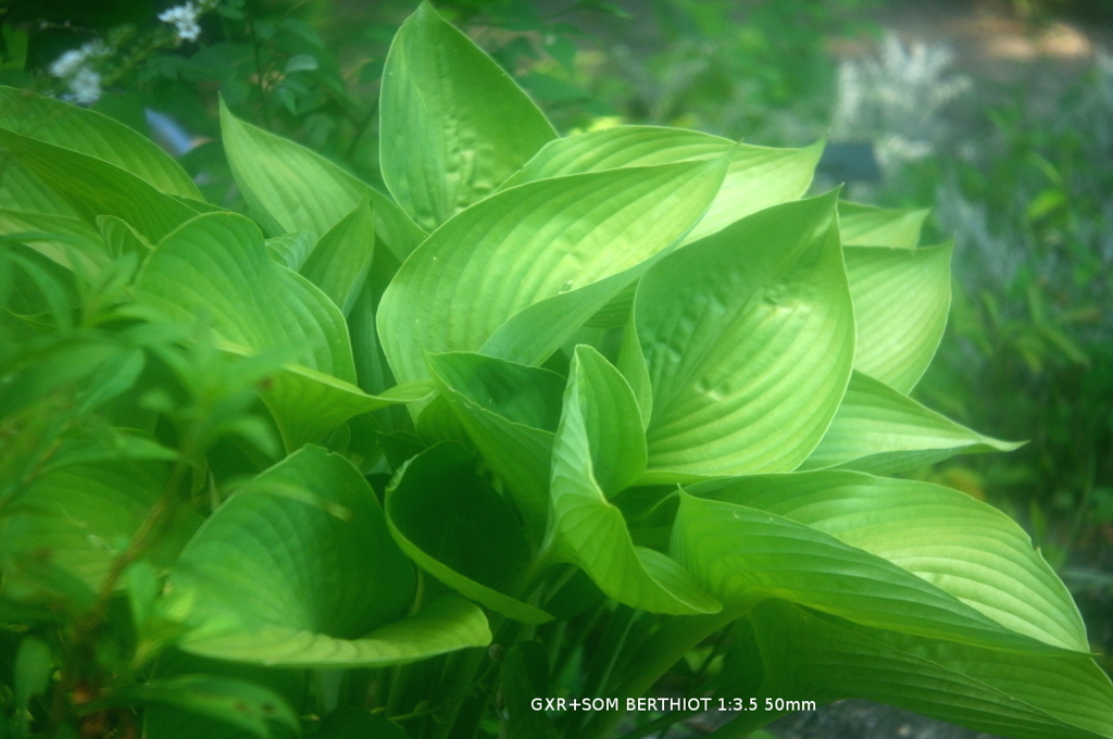 植物園の花007