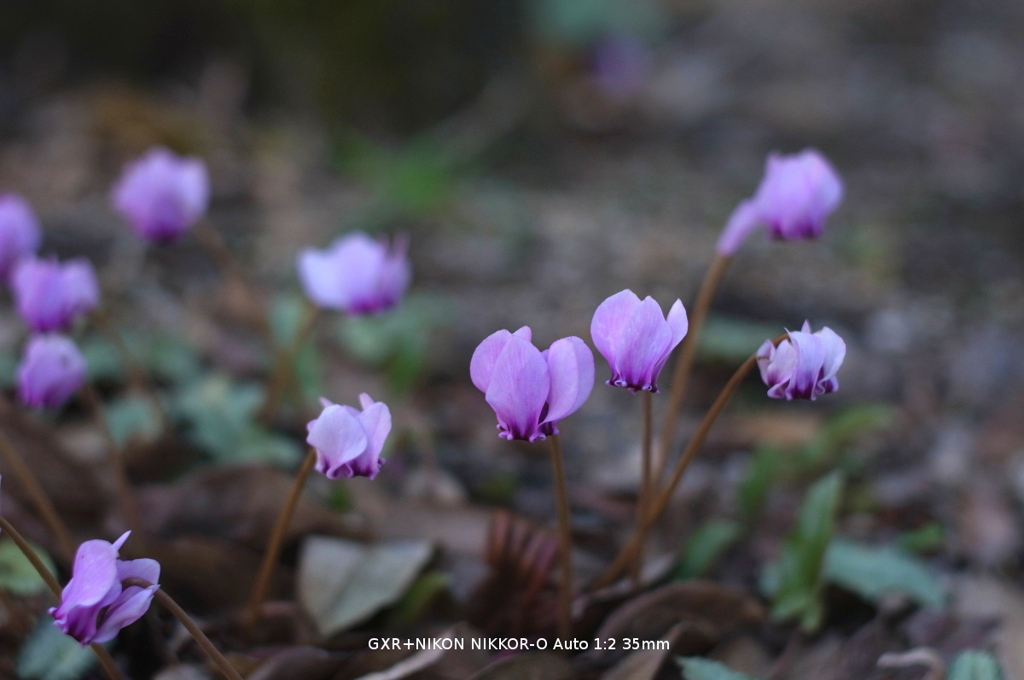 植物園の花021