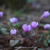 植物園の花021