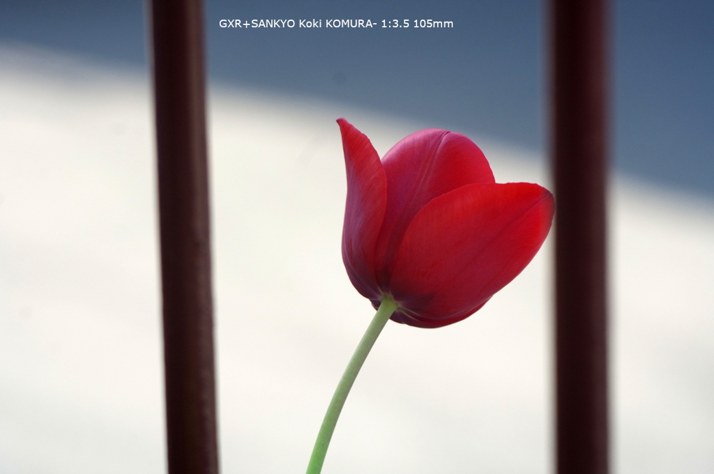 家の花048