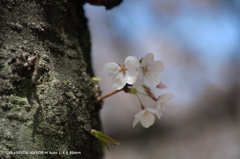 近くの公園の花019