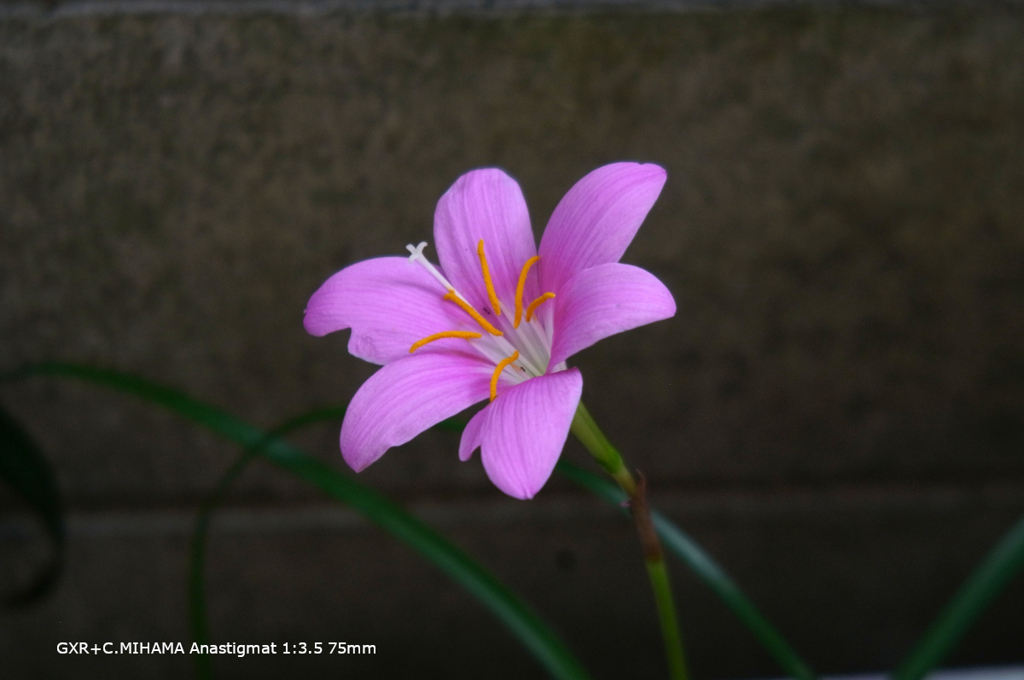 家の花089