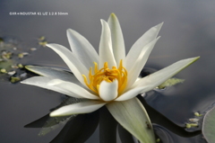 植物園の花005