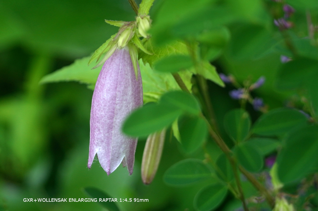 植物園の花122