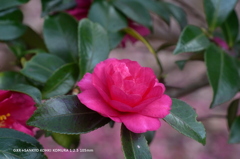 植物園の花052