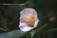 植物園の花036