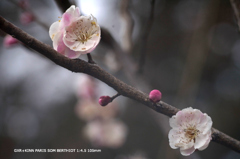 植物園の花064