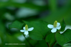 植物園の花112