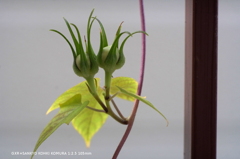 家の花010