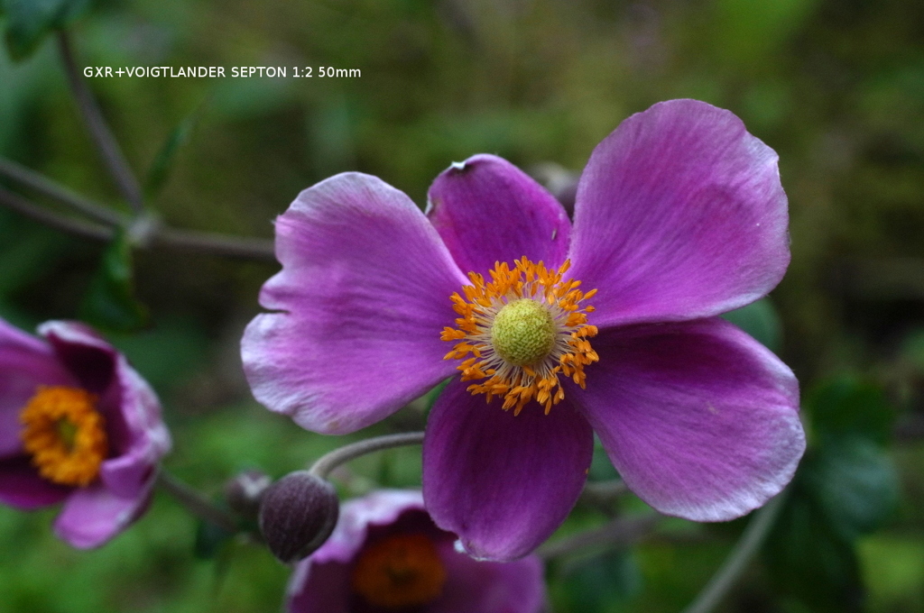 植物園の花012