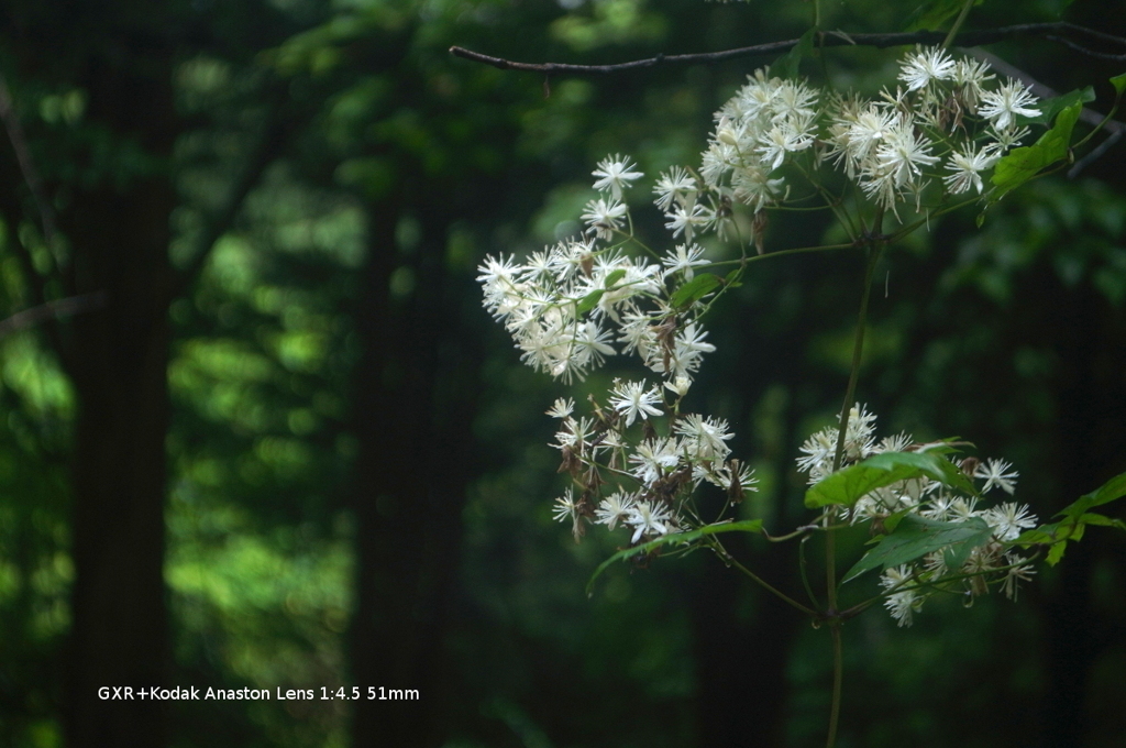 山の花001