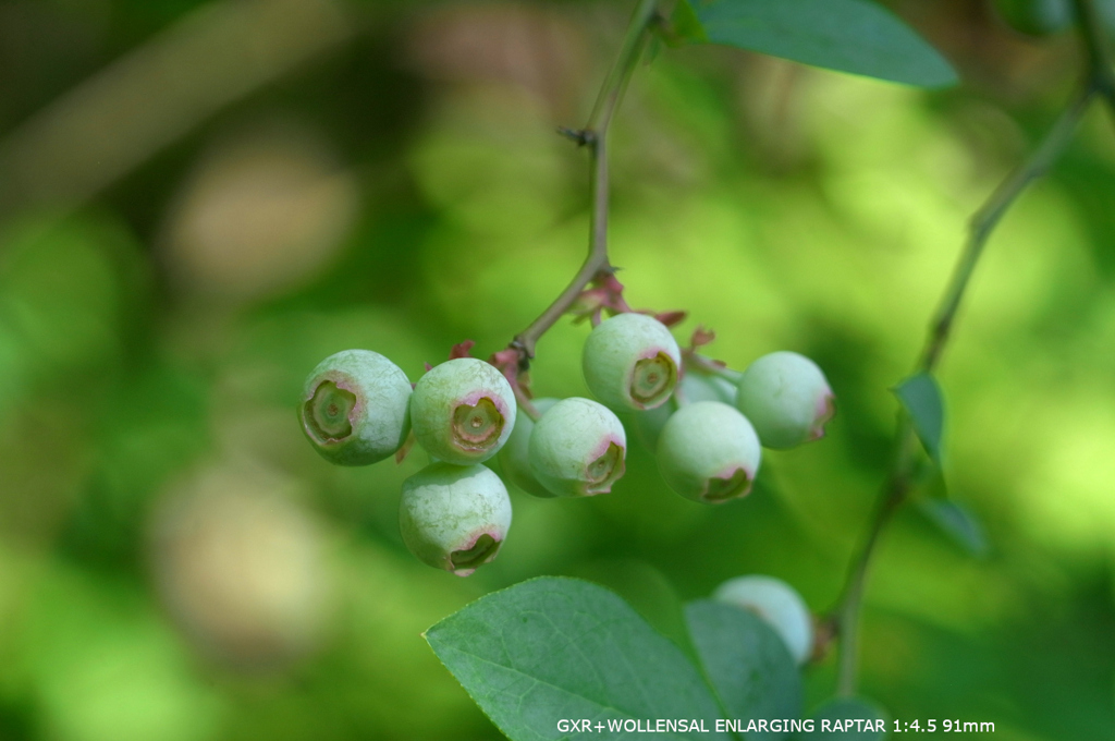 植物園の花119