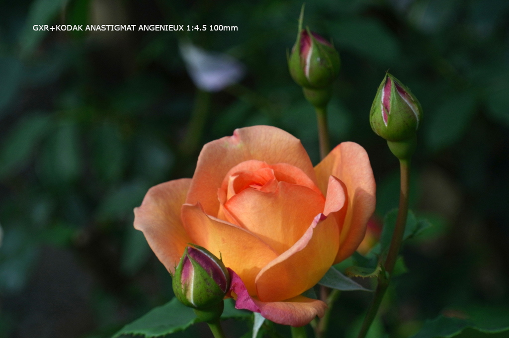 植物園の花084
