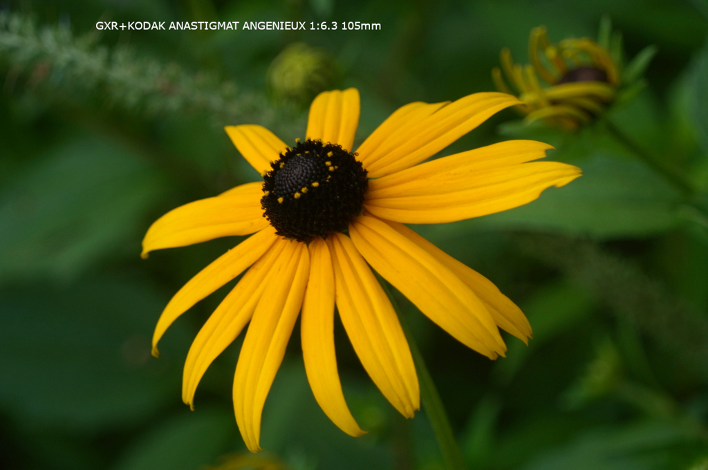 植物園の花130