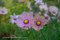植物園の花020