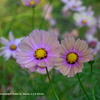 植物園の花020