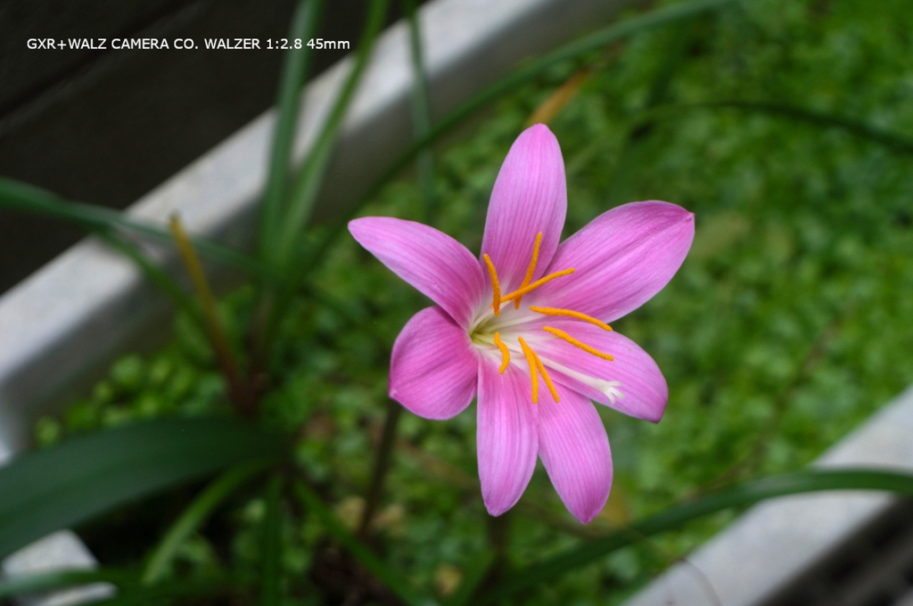 家の花095
