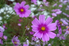 植物園の花019