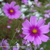 植物園の花019