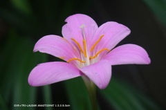 家の花091