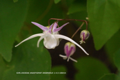 植物園の花078