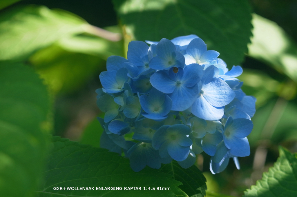 植物園の花123