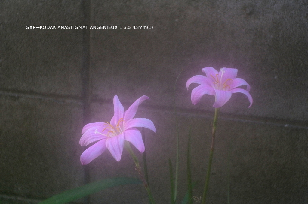 家の花002