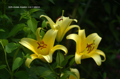 植物園の花135
