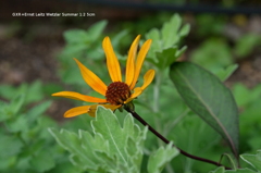 植物園の花009