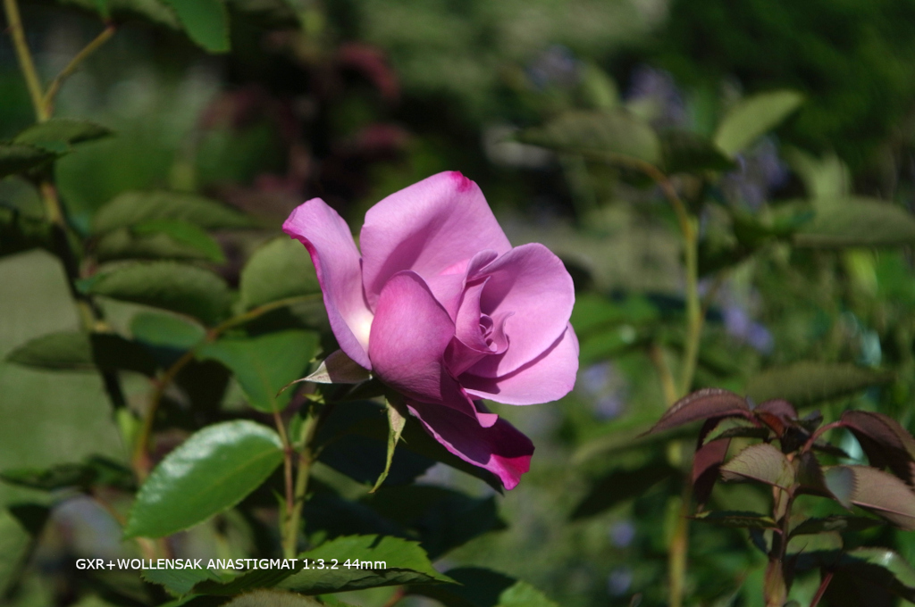 植物園の花127