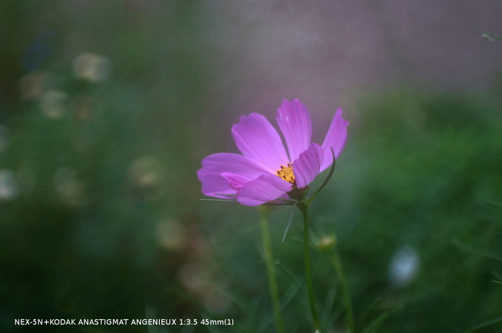 植物園の花024