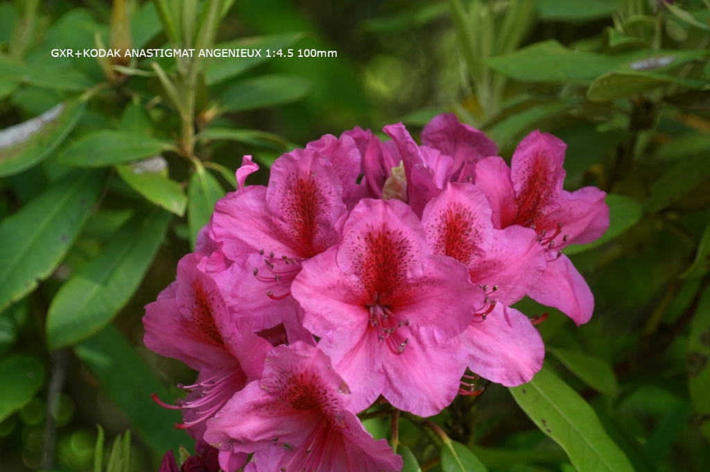 植物園の花080