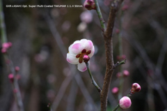 植物園の花057