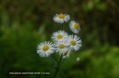 植物園の花087