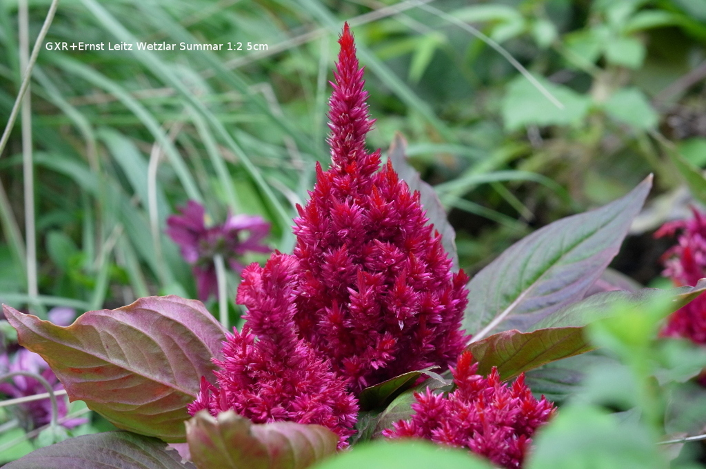 植物園の花008