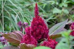 植物園の花008
