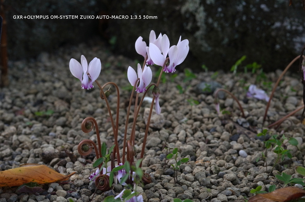 植物園の花016