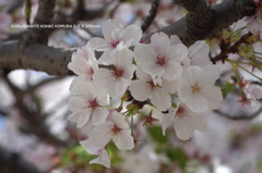 近くの公園の花023