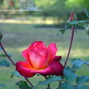 植物園の花018