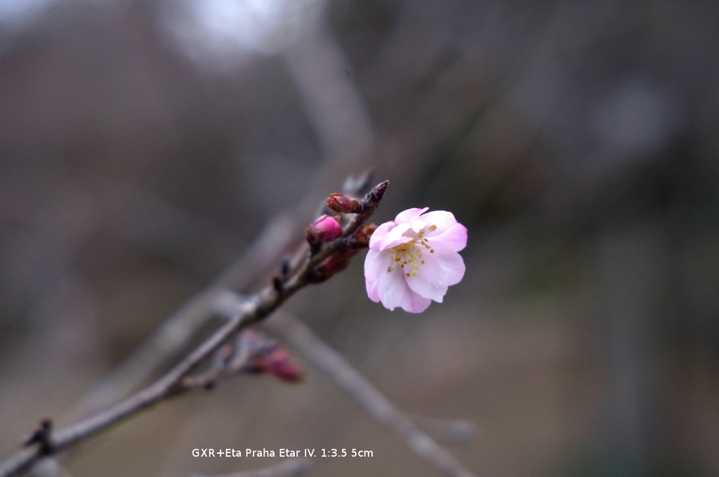 植物園の花034