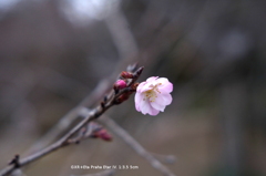 植物園の花034