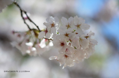 近くの公園の花018