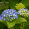 近くの公園の花031